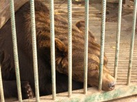 Черговий бурий в’язень на Львівщині