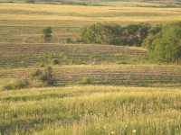 Лісоводи відповідатимуть за 6,5 мільйонів гривень на знищення степу