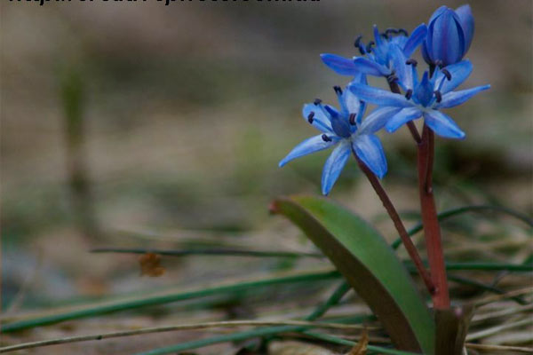 pidsnizhnyky_gladkevych