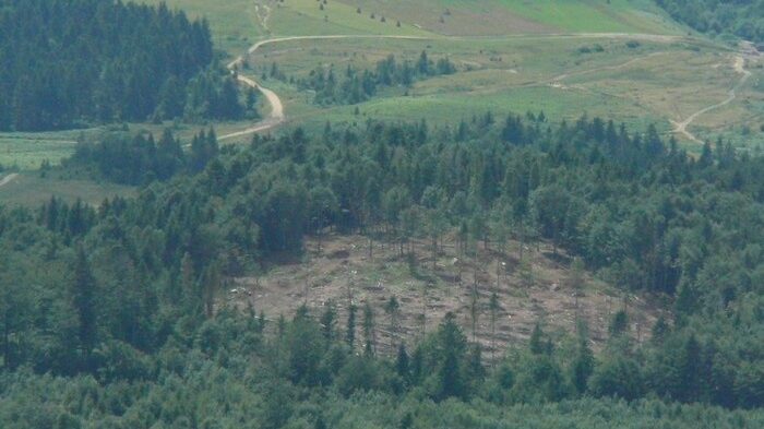 Вирублені ділянки у Лашдшафтному заказнику Пікуй. Фото Д.Тяжлов