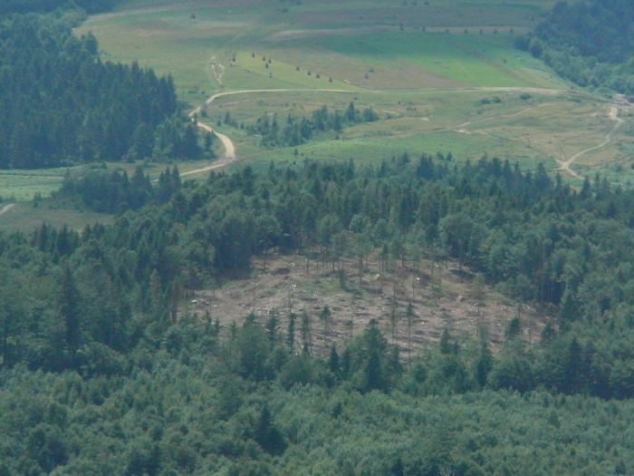 Вирублені ділянки у Лашдшафтному заказнику Пікуй. Фото Д.Тяжлов