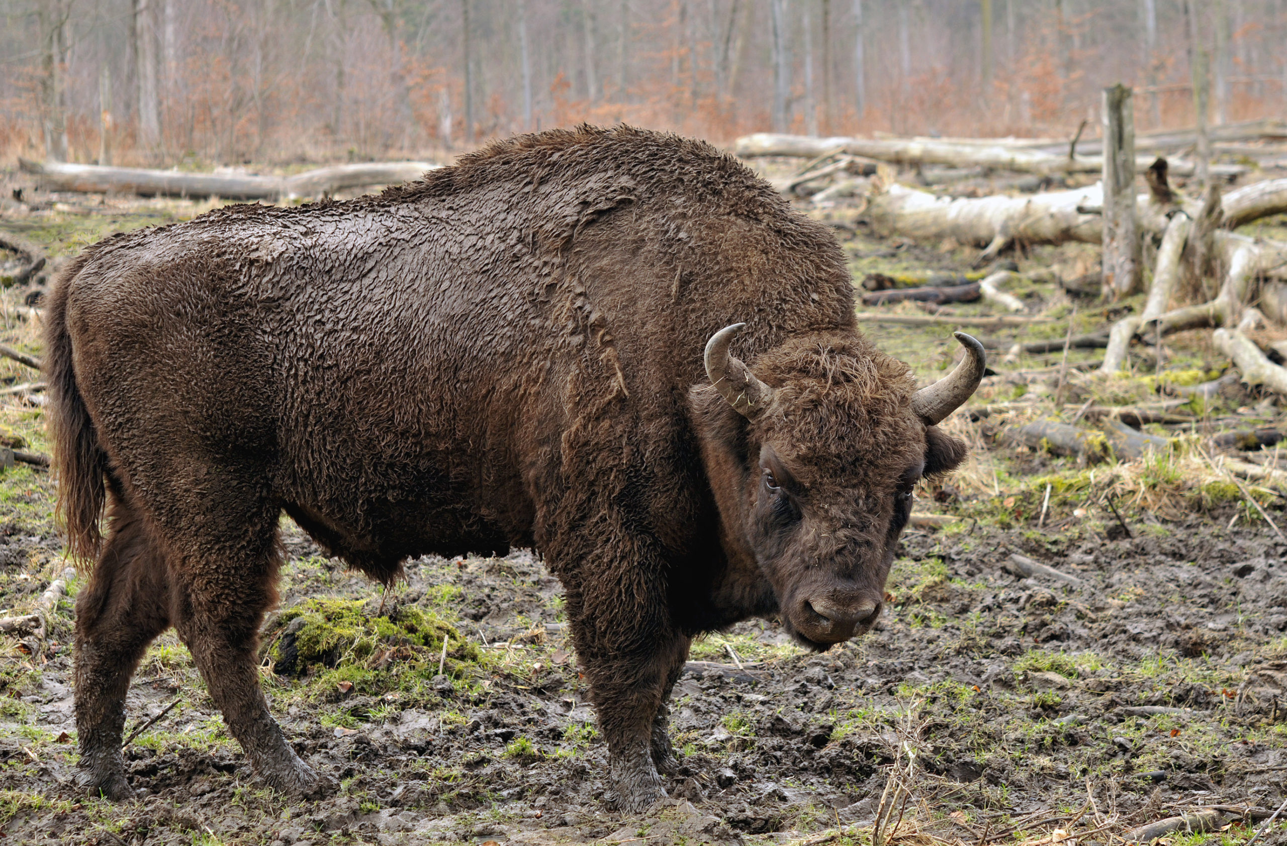 Bison_bonasus_(Linnaeus_1758)