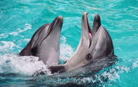 Під дельфінарій віддадуть парк “Відрадний”?