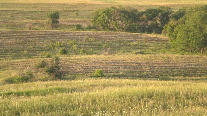 Лісоводи відповідатимуть за 6,5 мільйонів гривень на знищення степу