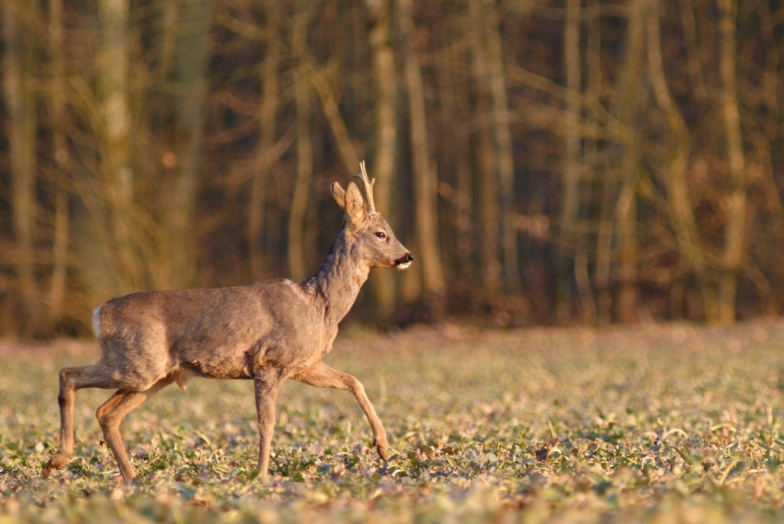 ChevreuilHAYE_sylvain