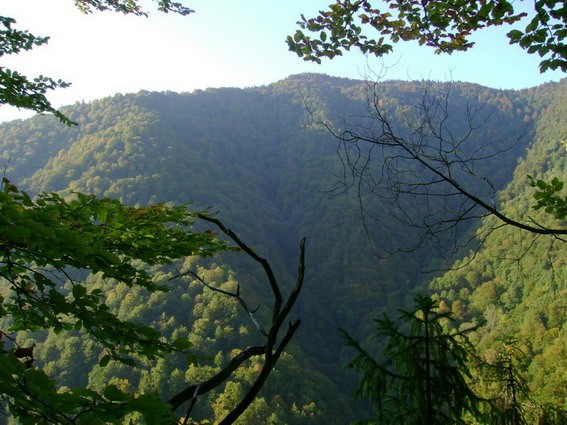 forest_in_carpatian_biosphere_reserve