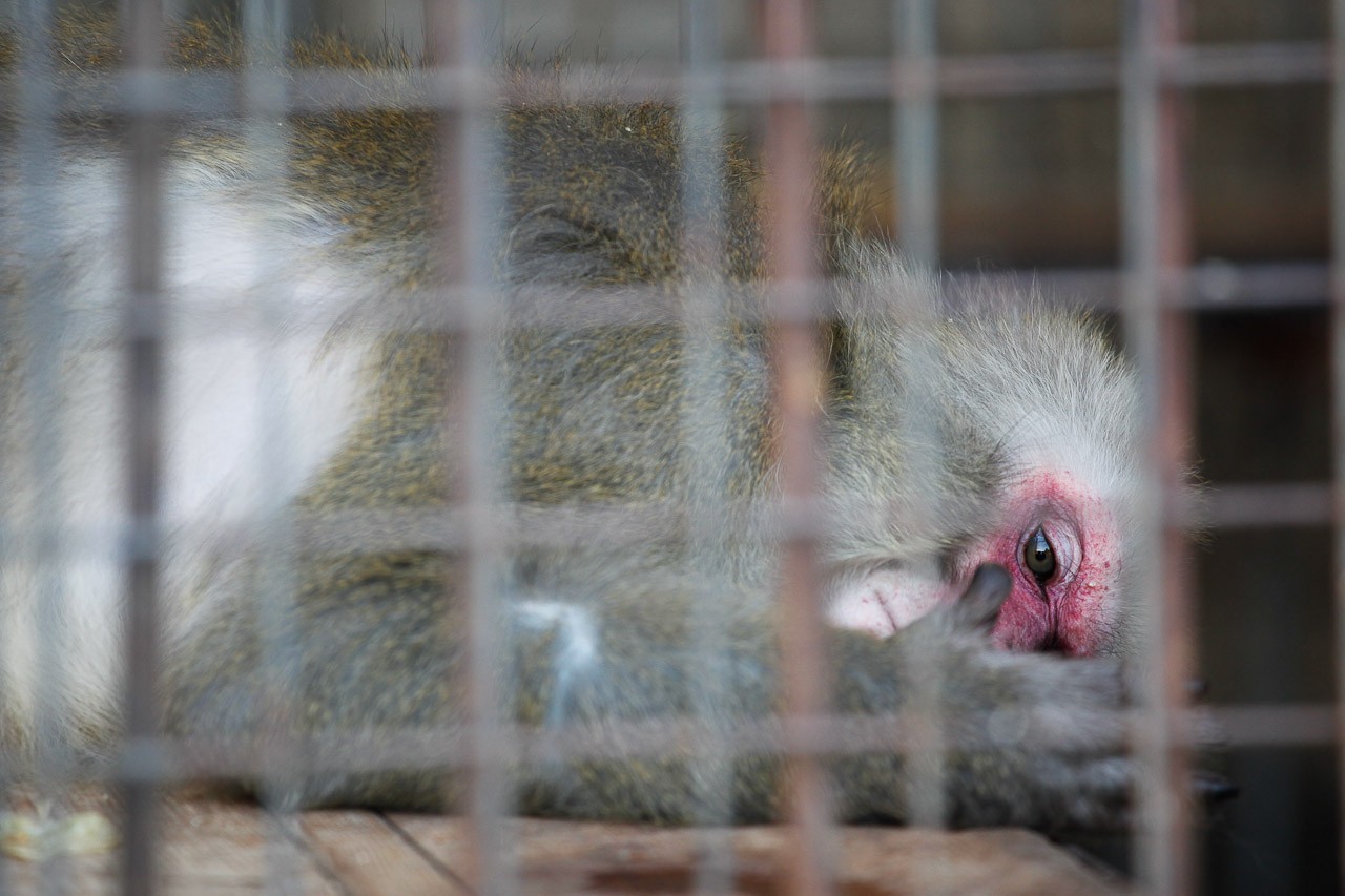 Macacus_speciosa_captivity