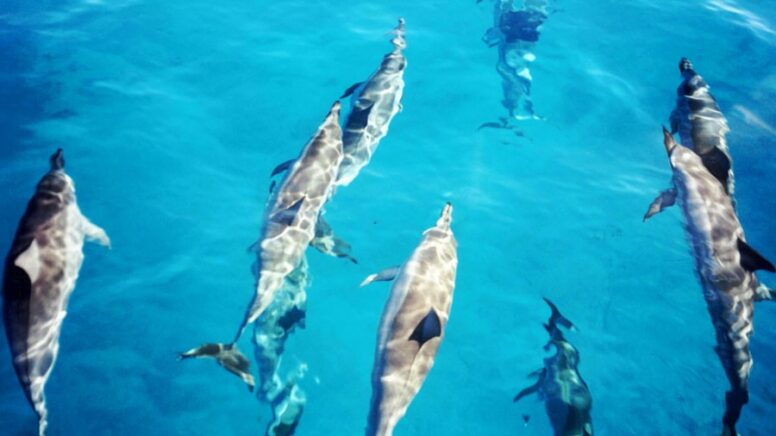 wild-dolphins