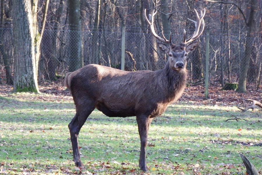 red-deer