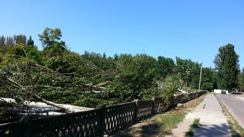 У Каховці вирубують тополі, що захищають місто від піщаних бурь