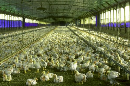 chikenfarm2
