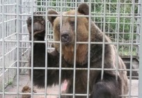 У львівському ресторані продовжують мучити ведмедя