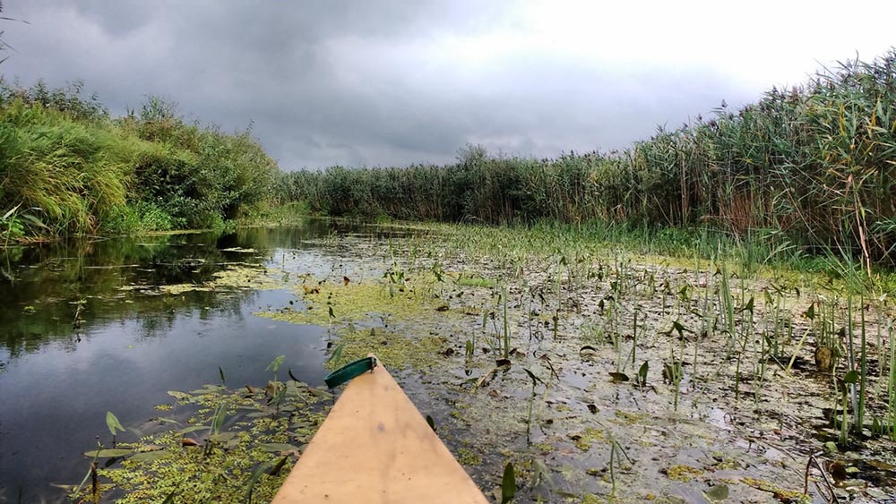 Хащі берегів річки Прип’ять