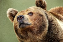 Фото: Nevit Dilmen CC BY-SA 3.0