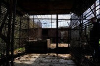 Фото надано організацією FOUR PAWS