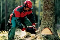 Екологи закликають не приховувати інформацію про лісову галузь